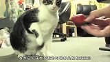 猫咪好奇闻了主人的脚，猫：要了朕的命！