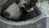 两只出生一星期的小奶猫，妈呀真是把人太可爱了！
