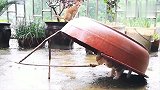 狸花猫为吃的中了陷阱，后面的狸花猫有点懵