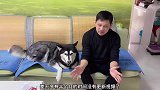 别在说我家狗贪财，它就是喜欢钱而已
