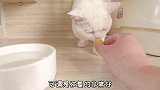 猫咪喂药好方法，你学废了吗