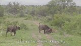初生牛犊不怕虎？小野牛大胆攻击大象，大象-这牛崽子疯了？