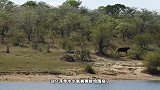 5只狮子埋伏在河岸，准备捕食斑马，没想到斑马来了这么一出