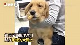 阿嬷当人体摇篮！暖哄金孙入睡，它趴大腿含「橘子奶嘴」萌翻网