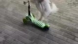 小狗玩滑板车的样子太可爱了吧