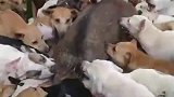 好家伙，这野猪应该是被吵死的