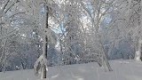 雪乡冰雪画廊今天的雾凇景观超级棒。