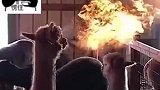 这个角度的羊驼，好像一直喷火的神兽！