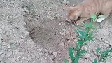 猫：咦，我藏得小鱼干哪儿去了呀！