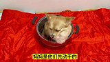 狗狗打群架被主人丢进锅里炖狗肉，刚放进去就吓哭了，这狗成精了
