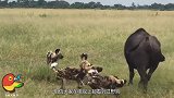多条野狗欺负大象，大象被激怒，下一秒野狗就后悔了