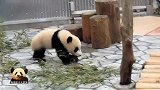 熊猫宝宝慢悠悠地给大家卖萌，超萌模样怎么也看不够