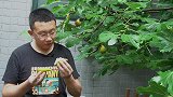 石头和鸟斗争，冒雨摘无花果