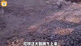 爆笑：不愧是恶霸，老虎都不怕！