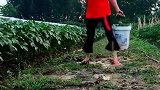 这是谁挖的坑昨天还没有的