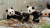 熊猫宝宝偷吃，不料被妈妈逮个正着，结局笑翻了