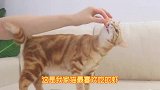 猫咪嗅觉灵敏度测试！道具不够从猫嘴里抠肉，把猫气得口吐芬芳
