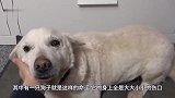 流浪狗常被欺负，男子气不过打造“狗盔甲”，下一秒是霸气的开始