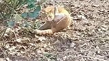 猫：不好！被偷拍了，好尴尬呀！