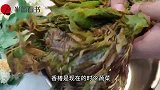 吃了30多年的香椿，觉得还是这样最好吃