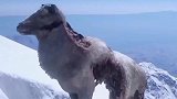 注意看！这个山羊被咬得伤痕累累，居然还爬到山顶放飞自我？