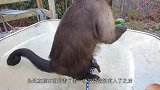 游客给猴子一个辣椒，猴子吃后当场发狂，猴子这小子坏得很！