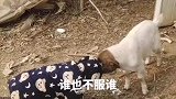初生牛犊不怕虎，这是碰上对手了