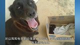 主人常喂的流浪狗偶尔带礼物来报恩，最后把自己的娃也送给主人了