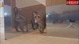 主人为猫咪制作了一个镜子迷宫，猫：镜子太不高清了呀！