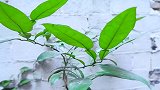 大姐买3斤黄鳝，第一次做香辣盘龙鳝，一口肉一口酒，吃爽了