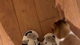 猫咪好像在等着主人开门