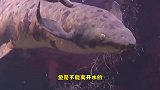 一条鱼离开水后，被晒成这样还能活，网友：鱼干成精了