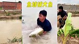 渔民在鱼塘撒网捕鱼，居然抓到一条入侵鱼类！