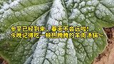 今日冬至 ，今天要吃羊肉汤锅哟～