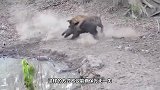 豹子趴在地上埋伏野猪，下一秒憋住别笑，镜头拍下全过程
