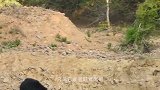 黑熊捕食野猪，而野猪却完全不自知，结局却让人意外