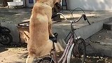 狗狗坐在自行车后座上等主人