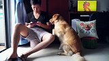 天热时金毛被嫌弃，然而一夜入冬，金毛的待遇变成这样！