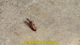 蚂蚁大战虫子,结果是这样