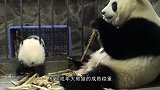 熊猫妈妈把宝宝放肚子上，摇晃哄睡：小祖宗，求你了快点睡吧！