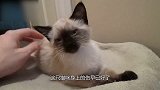 流浪猫咪只剩一副骨架 被好心男子收养 3月后朋友们都抢着要