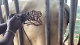 用烧红的铁棍在牛身上烫编号，牛硬是感觉不到疼，可见牛皮有多厚