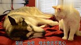 猫咪被哈士奇按在枕头下暴揍，当枕头拿开后，搞笑的一幕发生了