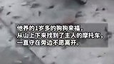 忠犬“来福”被接回家!主人受伤住院，来福独自下山守在主人摩托车旁边8天