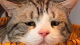撸猫 谁不爱呢？就是能不能给可怜的猫 留点毛，孩子都要被撸秃了萌宠 娱乐评论大赏