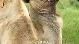 骆驼经常口吐白沫的原因是什么？难道它天天在中毒吗？