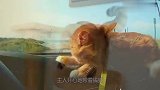 主人把河豚放橘猫头上,刚准备拿下来,仔细看后连忙拍照发朋友圈