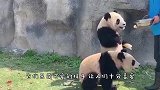吃个苹果都能吃出沧桑感，考拉你到底经历了什么，镜头记录全过程