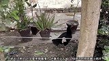 竹鸡见到母鸡在照顾鸡仔就走了过来，母鸡见到就想揍它丫的