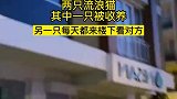 两只流浪猫，其中一只被收养
